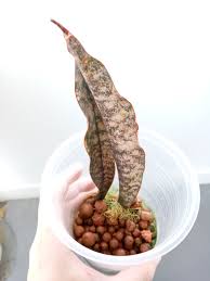 Image result for Vigna kirkii