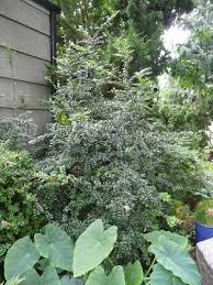 See more ideas about huckleberry, huckleberry recipes, huckleberry plant. Evergreen Huckleberry Bush In A Garden Huckleberry Bush Small Gardens Huckleberry