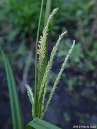 Image result for Oxyrhachis gracillima