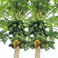 Image result for Carica papaya