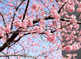 Japanese cherry blossom trees are famous worldwide, and each year around april hundreds of thousands of people flock to the nearest sakura to experience their annual blossoming. 16 Amazing Facts On Cherry Trees In Japan Japan Experience
