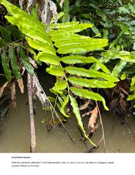 Image result for Acrostichum aureum