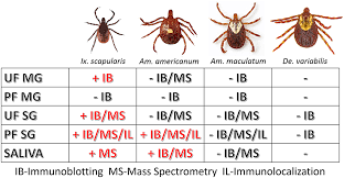 Frontiers Discovery Of Alpha Gal Containing Antigens In North American Tick Species Believed To Induce Red Meat Allergy Immunology