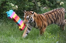 Amur tigers at whipsnade zoo, england. Endangered Tiger Cubs Celebrate First Birthday With Whipsnade Pinata Bedford Independent