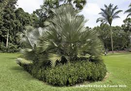 Image result for Latania loddigesii