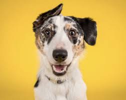 You can look at the address on the map. Ez Vet Veterinary Clinic Hollywood Home Facebook