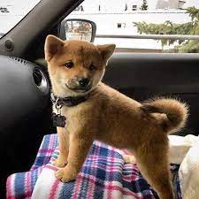 We did not find results for: Shiba Inu Puppies Are Cute Shiba Puppy Shiba Inu Puppy Cute Dogs