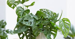 Loggen sie sich ein, um ihre nutzerdaten zu sehen. Monstera Monkey Leaf Pflanz Und Pflegetipps Mein Schoner Garten