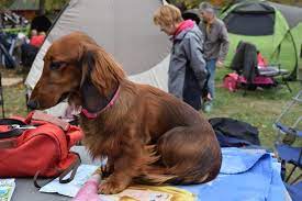 The breed of dogs is very hard to train as it is intelligent enough to take the decision. Dachshund Information Dog Breed Facts Dogell Com