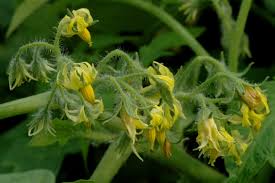 Image result for Solanum schumannianum