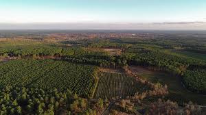 Гасконские ланды, ланды гаскони (ru). Etude Sur La Biodiversite Dans Les Landes De Gascogne Biodiversite Connaissances Et Suivis Patrimoine Naturel Les Missions Du Parc Comprendre Parc Naturel Regional De Gascogne