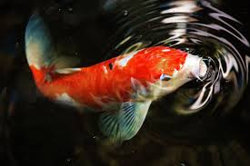 Microsoft and partners may be compensated if you purchase something through recommended links in this article. Fish Themed Wallpaper Koi Fish Marine Biology Water Fish 521995 Wallpaperuse