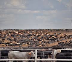 Where S The Beef Texas Beef Is Nutritious Bovina Hereford Farwell Tx Amarillo Texas Hereford Texas Hereford Tx