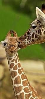 Top 10 Emotional Photos Of Animals Top Inspired Animals Giraffe Animal Pictures