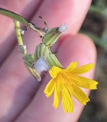 Image result for Lactuca ugandensis