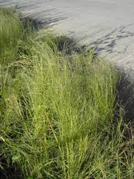 Image result for Eragrostis tef