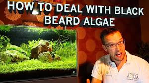 Black Furry Algae In Fish Tank Defeat Black Brush Algae Now Using My Simple Technique Youtube