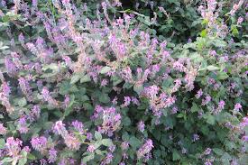 Image result for Desmodium
