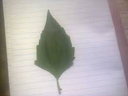 Nov 22, 2018 · this plant is actually one of the weeds plants or parasites that comes from the asteraceae family. Please Help Me Identify This Leaf Agriculture Nigeria
