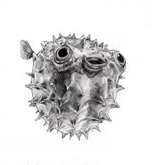 Happy Fugu Puffer Fish Art Print By Annielane X Small Puffer Fish Art Fish Art Fish Drawings