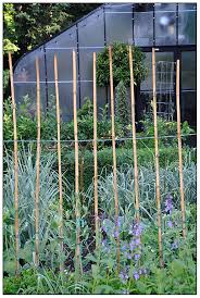 Latifolius, a a virus called mosaic virus is spread by greenfly which causes the leaves to turn yellow. Averting A Disaster With Sweet Peas Growing With Plants