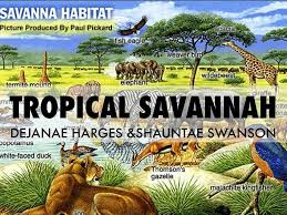 87072efe 81b1 4360 8c75 939dc9f66e0a Jpg 1024 768 Savanna Biome African Savanna Animals Savanna Animals