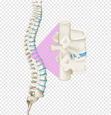 The human skeleton provides the surface for the attachment of muscles, tendons, ligaments, etc. Back Pain Vertebral Column Human Back Spinal Cord White Bones Of The Spine White Black White Png Pngegg
