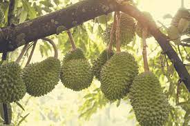 Durian musang king mulai masuk dan populer di jakarta pada tahun 2010. Asal Usul Dan Menanam Durian Musang King Hingga Perawatannya Binary Options