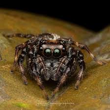 Image result for Sphaeranthus chandleri