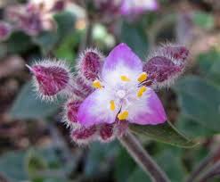 We did not find results for: 9 Types Of Wandering Jew Plants Tradescantia Species And Care Tips