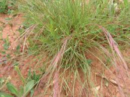 Image result for Aristida adscensionis