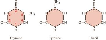 An a base on one strand will always. Nitrogenous Base An Overview Sciencedirect Topics