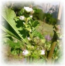 Image result for Malva verticillata