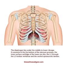 For reference, your back 1st rib is just below your neck and the front 1st rib is just underneath your collarbone (clavicle). What Organ Is Located Is Middle Of Chest Under End Of Rib Cage Back Pain And Slipped Rib
