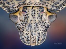 Halyomorpha Halys By Ireneusz Irass Waledzik Photo 281865963 500px