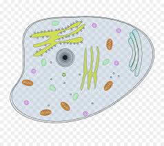 They both can be differentiated on the basis of the presence of organelles in them. Animal Cartoon Png Download 800 800 Free Transparent Cell Png Download Cleanpng Kisspng