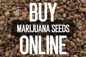 Where To Buy Marijuana Seeds Online The Best Seed Banks To Order Quality Weed Seeds To The Usa Paid Content Cleveland Cleveland Scene Home / shop all marijuana seeds. where to buy marijuana seeds online