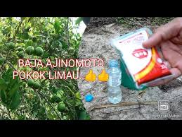 √ verified pass quality & scientific checked by advisor, read our quality control guidelance for more info. Baja Ajinomoto Sumber Nutrien Pokok Limau Youtube