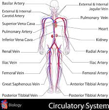 It's called the circulatory system and the roads are called arteries and veins. Pin On Artsy