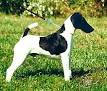 Smooth Fox Terrier Dog Breed Profile | Petfinder