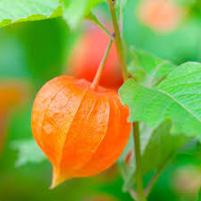 In japan, this pretty plant is widely chinese lantern (physalis alkekengi) is a truly fascinating plant. Chinese Lantern Seeds Physalis Alkekengi Flower Seeds