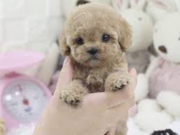 We did not find results for: Tiny Teacup Poodle For Sale Micro Puppies Poodles For Sale
