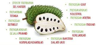 *diperbuat daripada:* durian belanda bidara madu asli guarana buah tin manggis buah zaitun kurma. Welcome To Secantik4u Jus Durian Belanda Annona By Mos Nutraseutikal