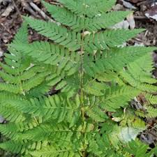 Image result for Dryopteridaceae