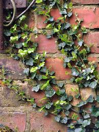 A rampant, clinging evergreen vine, it is a familiar sight in gardens, waste spaces, and wild areas, where it grows on walls. Common Ivy Hedera Helix Photograph By Ian Gowland Science Photo Library