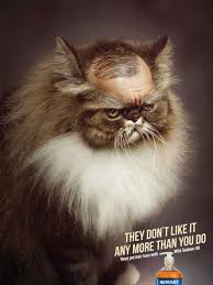 But if you notice distinct patches of hair loss, it may be time to check in with your vet. Nutrivet Cat Dog Gute Werbung Funny Ads Print Ads Advertising