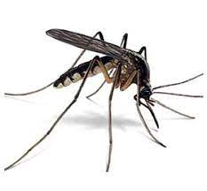 Partea și mai proastă este că foarte puține dintre aceste boli transmise de … Alergii Si Boli Transmise De Tantari