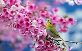 Enjoy and share your favorite beautiful hd wallpapers and background images. Most Beautiful Spring Wallpapers Top Free Most Beautiful Spring Backgrounds Wallpaperaccess