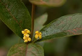 Image result for Fadogia tetraquetra