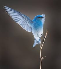 Big Blue Bird With Colorful Feathers Pin Oleh Araceli Sally De Luna Di Birds